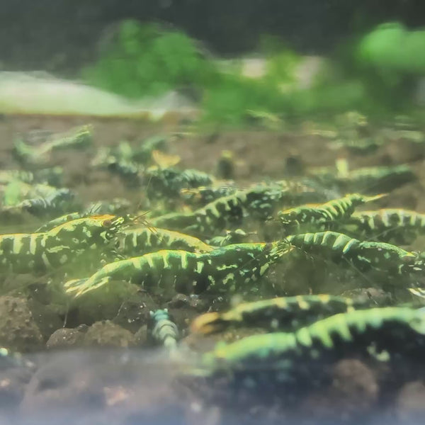 Black Fishbone Galaxy Caridina shrimp – video 2