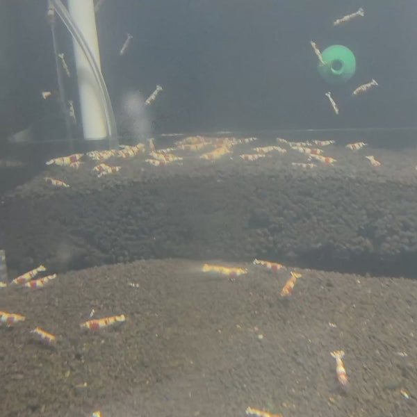 Crystal Red Back Line Caridina shrimp – video 3