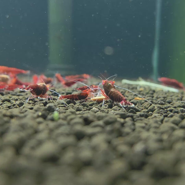 Orange Eyes Dark Red Kingkong (Red Devil)