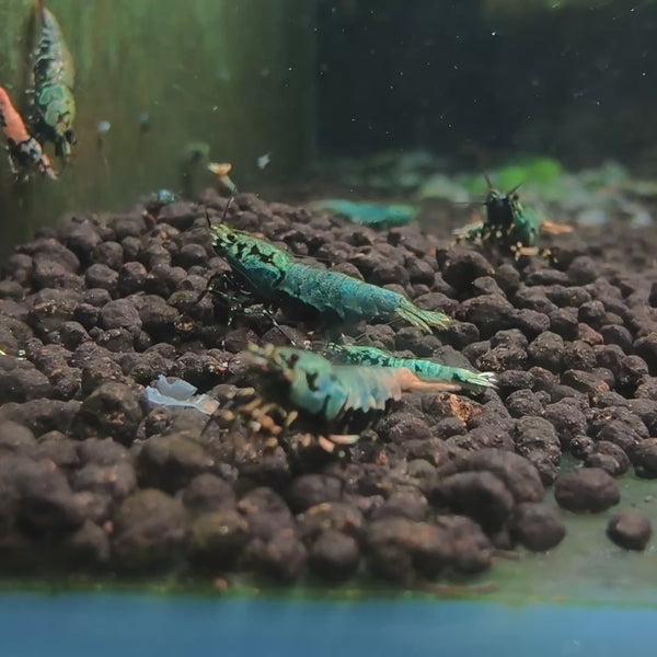 Blue/Green Galaxy Boa Caridina shrimp – video 4