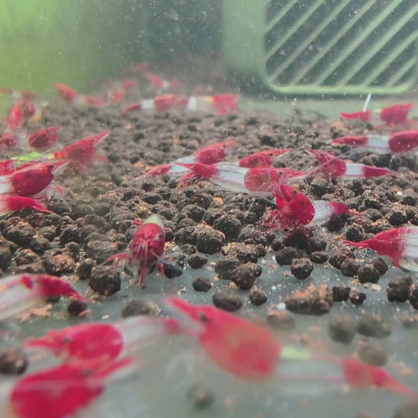 Red Rilli Neocaridina shrimp – video 1