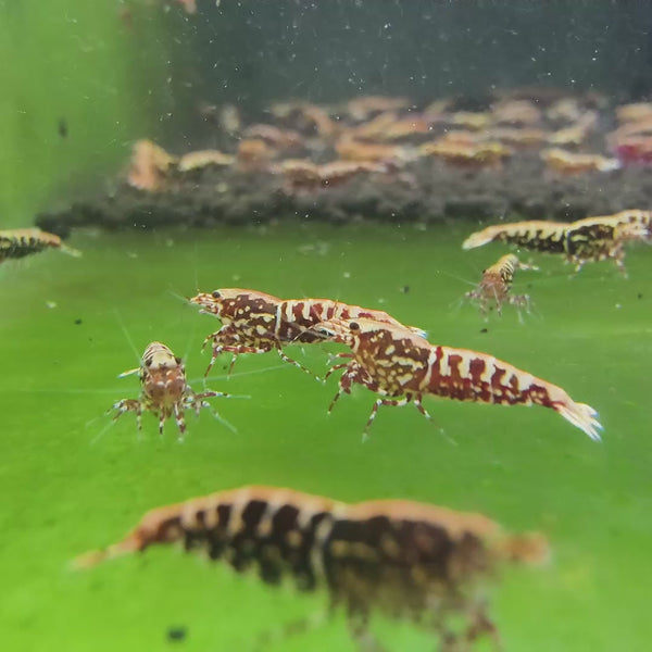 Red Snowflake Fishbone Caridina shrimp – video 1