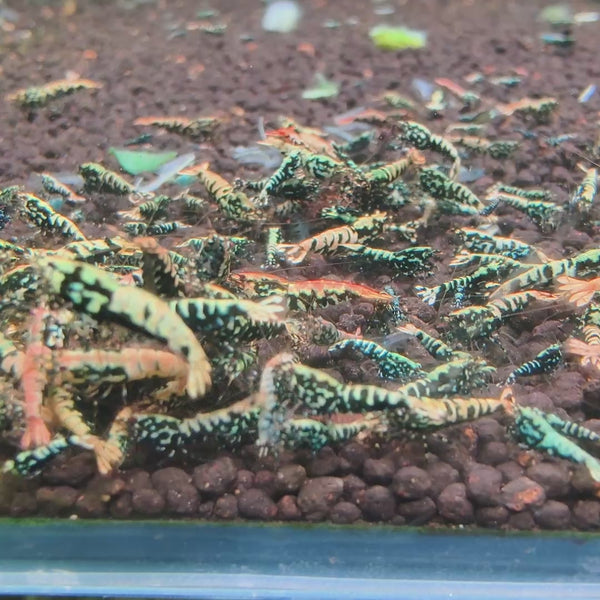 Black Fishbone Galaxy Caridina shrimp – video 3