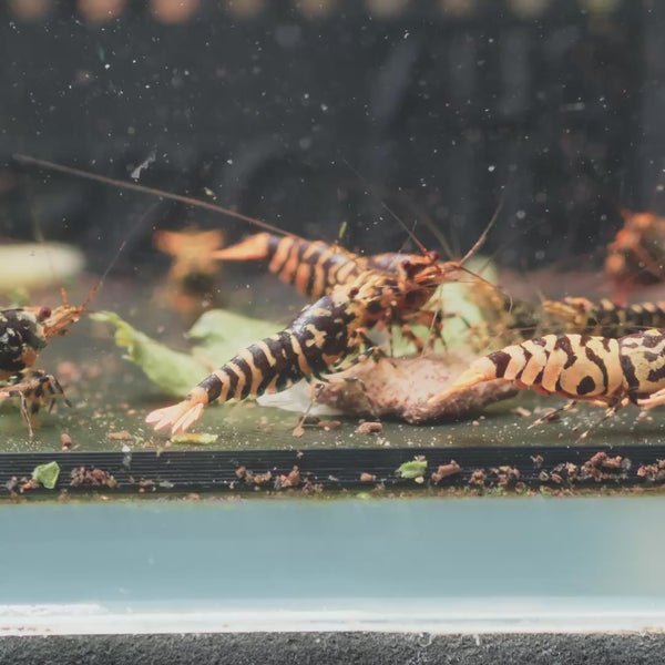Orange-Based Galaxy Black Tiger – Hornet Caridina shrimp – video 3