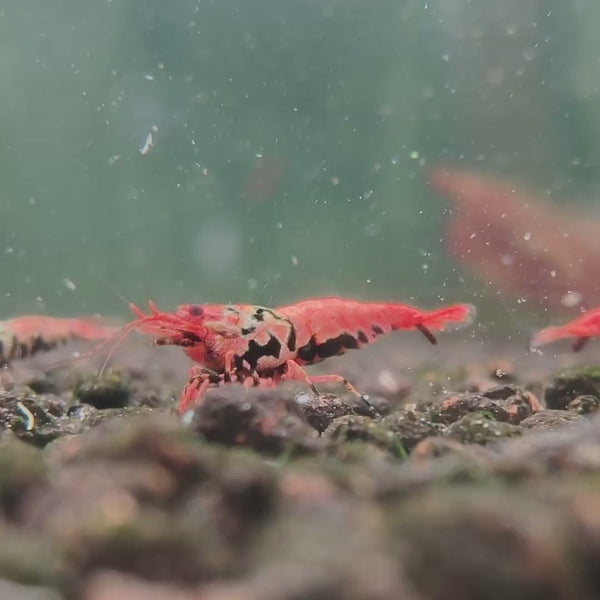 Orange-Based Black Boa Caridina shrimp – video 5