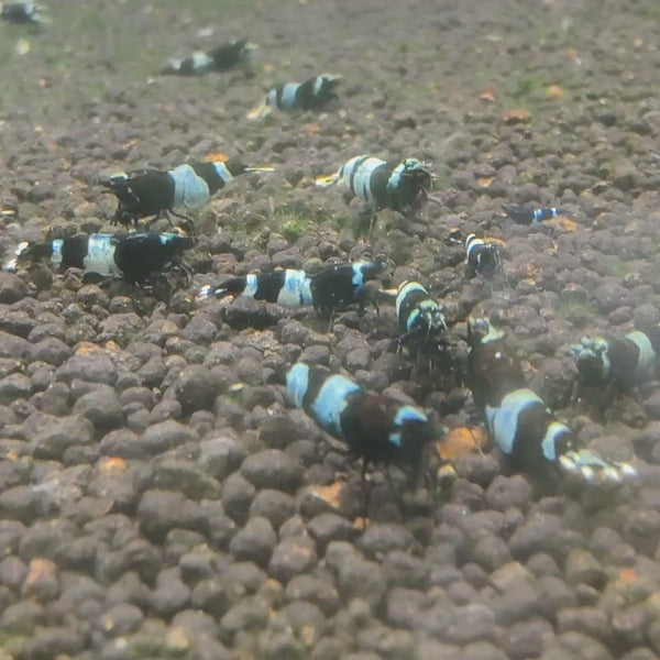 Shadow Black Panda Caridina shrimp – video 4