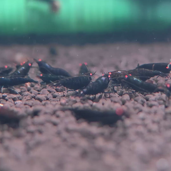 Orange Eyes Black Kingkong – Black Devil Caridina shrimp – video 2