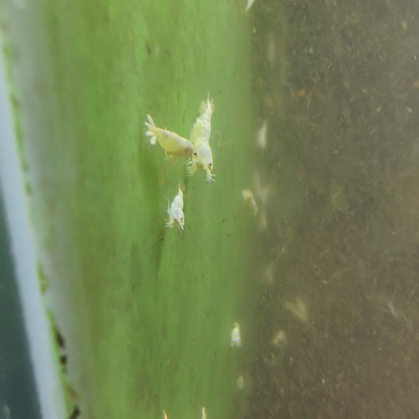 Snow White Caridina shrimp – video 1