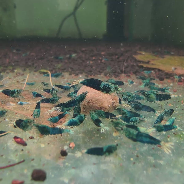 Ocean Blue Caridina shrimp – video 1