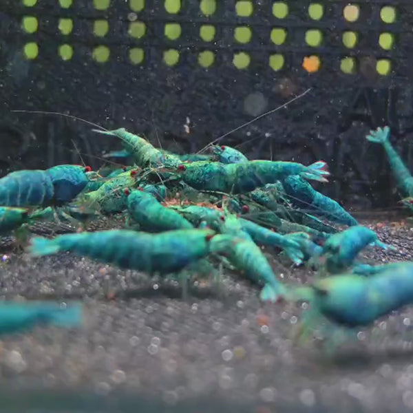 Extreme Blue Bolt Caridina shrimp – video 3