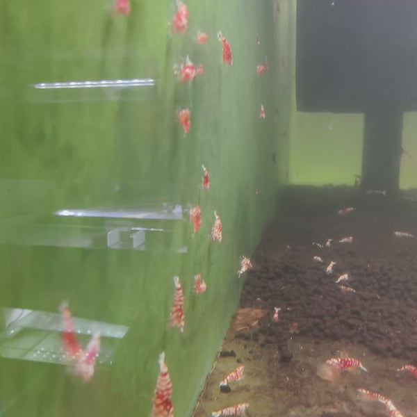 Red Fancy Tiger Caridina shrimp – video 4