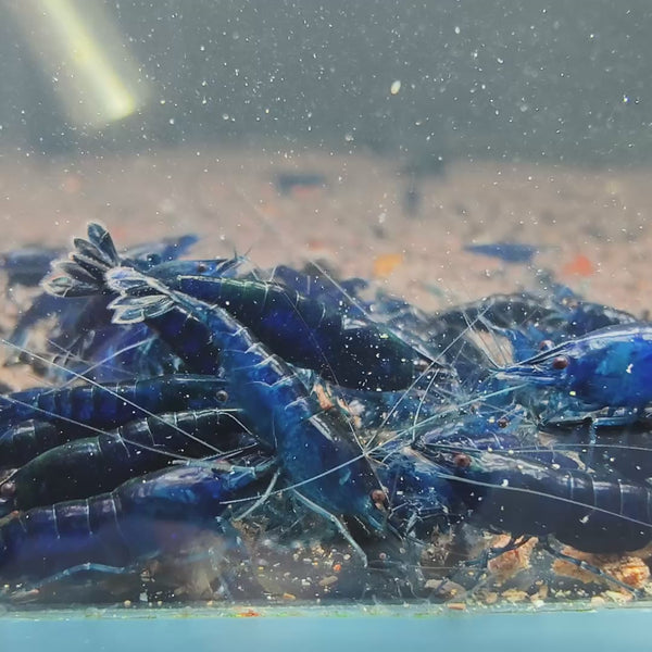 Ultra Blue Neocaridina shrimp – video 1