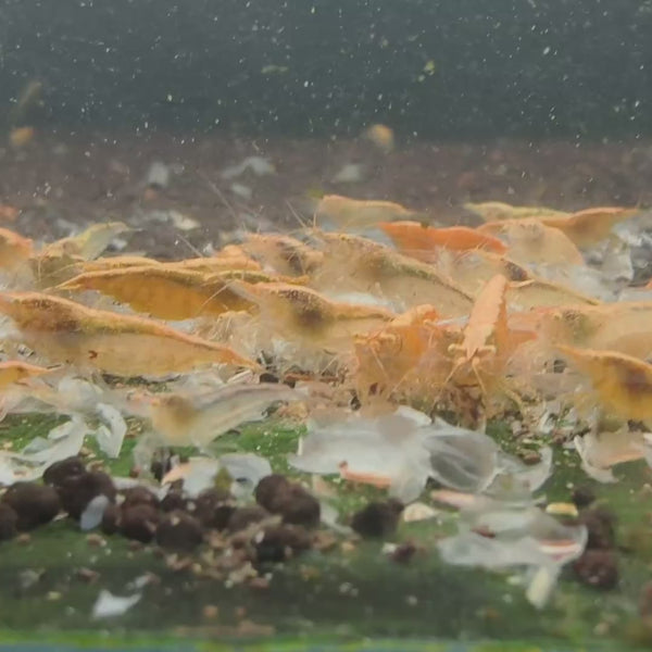 Ghost Yellow – Golden Eyes Genetic Neocaridina shrimp – video 2