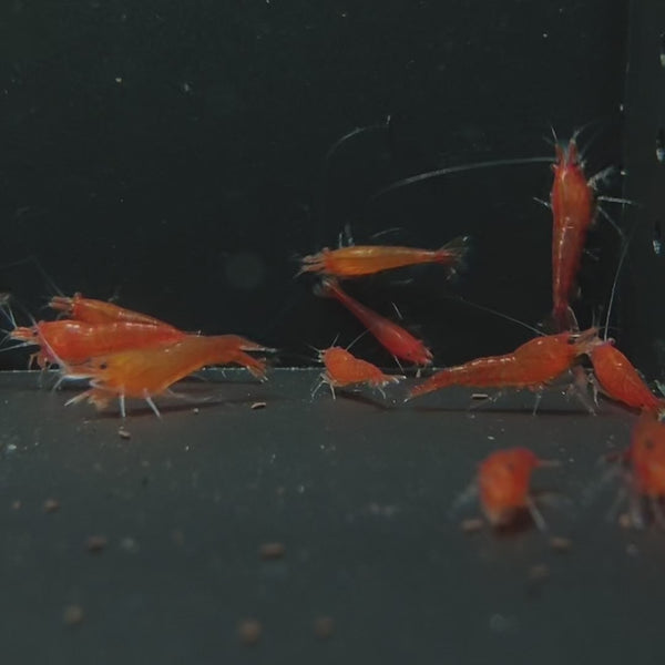 Blood Orange Neocaridina shrimp – video 1