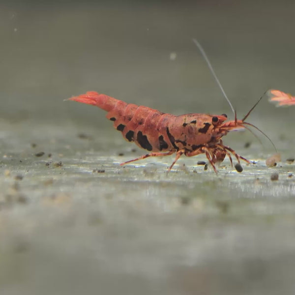 Orange-Based Black Boa Caridina shrimp – video 4