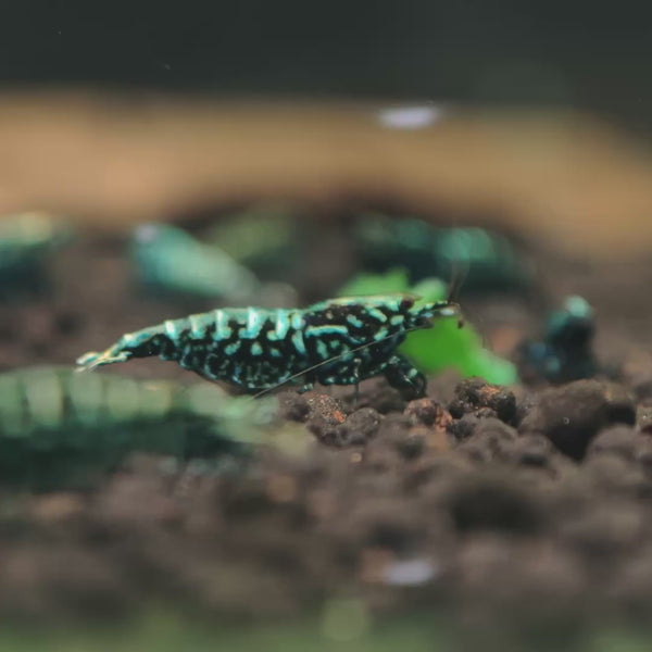 Black Snowflake Fishbone Caridina shrimp – video 3