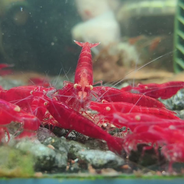 Ghost Fire Red | Golden Eyes Genetic 02