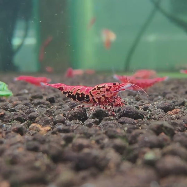 Pink-Based Red Boa Caridina shrimp – video 2