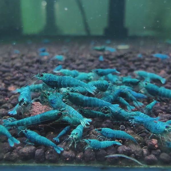 Extreme Blue Bolt Caridina shrimp – video 5