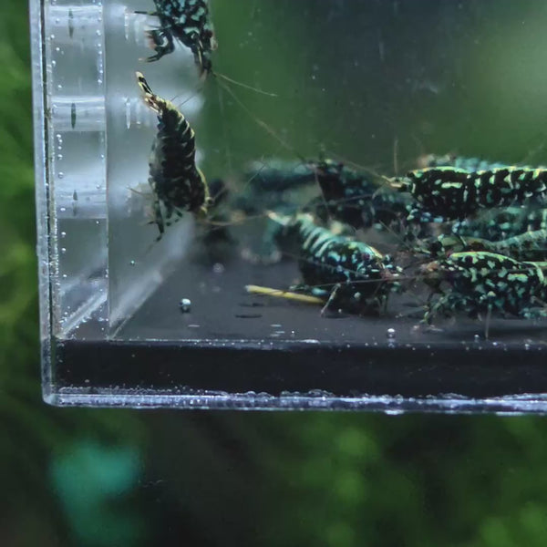 Black Snowflake Fishbone Caridina shrimp – video 4