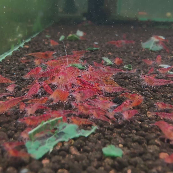Red Fancy Tiger Caridina shrimp – video 1