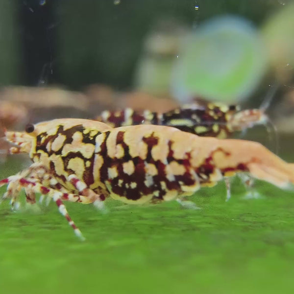 Red Snowflake Fishbone Caridina shrimp – video 2