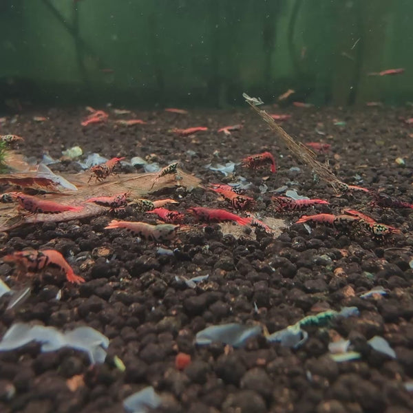 Orange-Based Black Boa Caridina shrimp – video 1