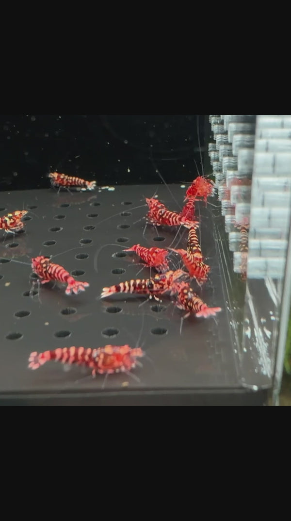 Pink-Based Galaxy Red Tiger – Red Wasp Caridina shrimp – video 5