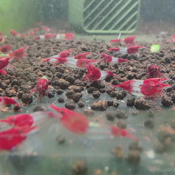 Red Rilli Neocaridina shrimp – video 4