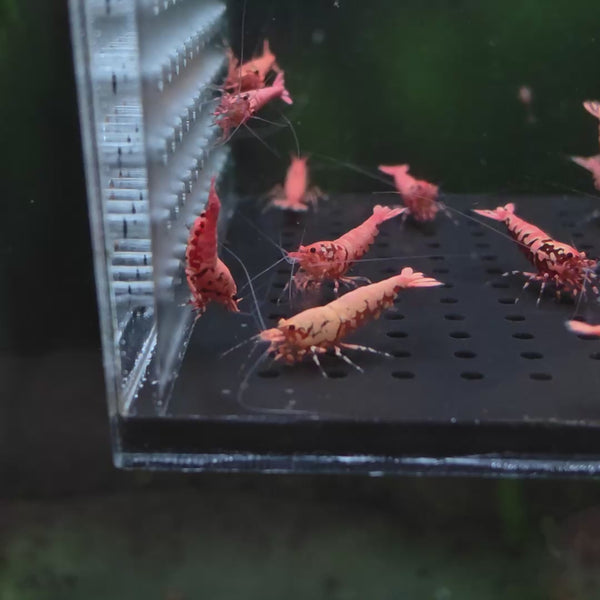 Pink-Based Red Boa Caridina shrimp – video 1
