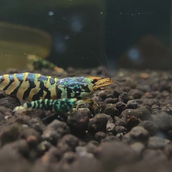 Black Fishbone Galaxy Caridina shrimp – video 1