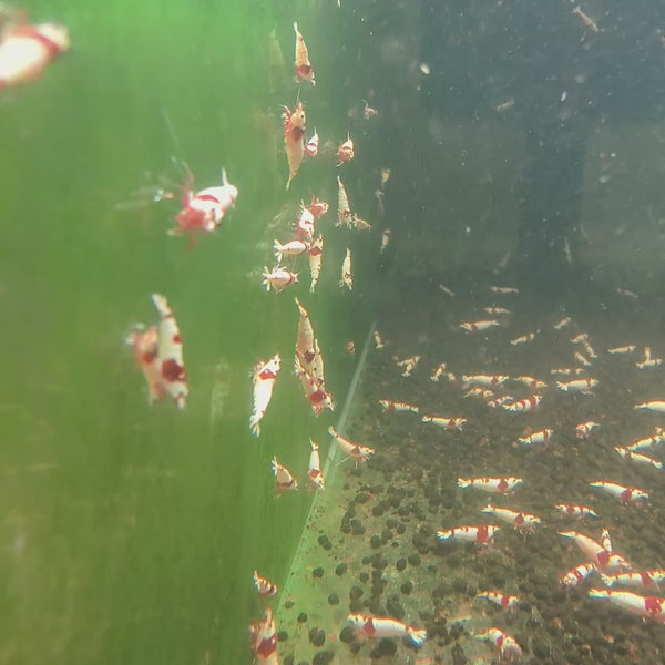 Pure Red Line Caridina shrimp – video 5
