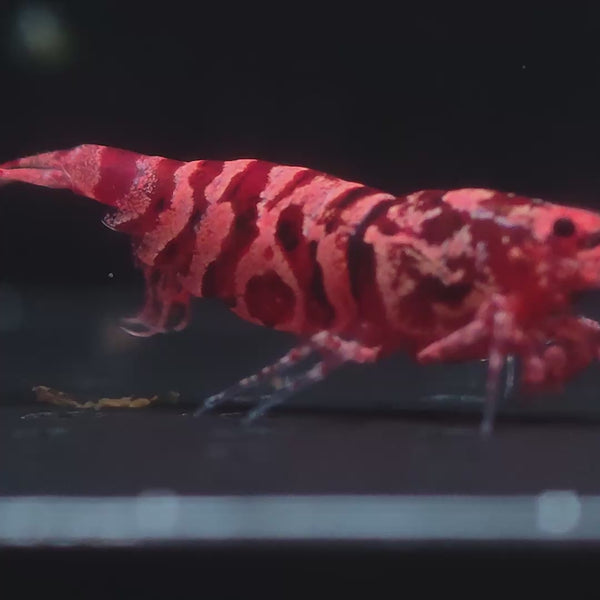 Pink-Based Galaxy Red Tiger – Red Wasp Caridina shrimp – video 2