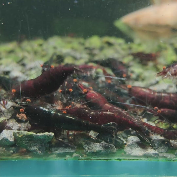 Demon Chocolate – Orange Eyes Genetic Neocaridina shrimp – video 3