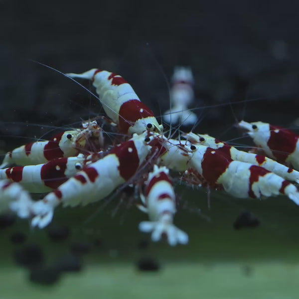Pure Red Line Caridina shrimp – video 2
