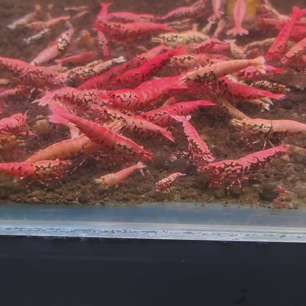 Pink-Based Red Boa Caridina shrimp – video 5