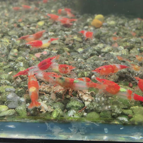 Orange Rilli Neocaridina shrimp – video 1