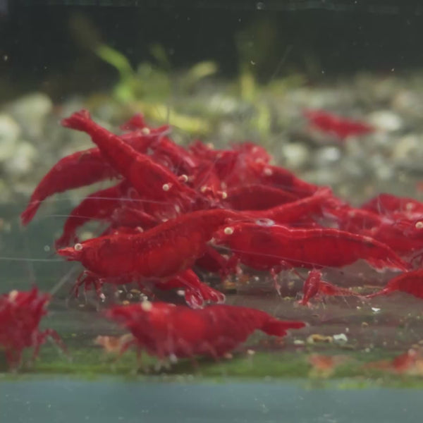Ghost Fire Red – Golden Eyes Genetic Neocaridina shrimp – video 4