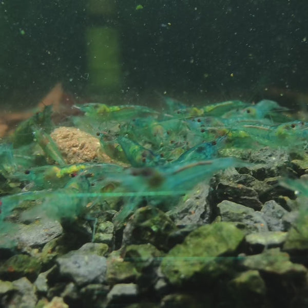 Blue Jelly Neocaridina shrimp – video 2