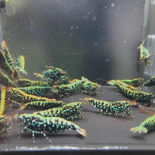 Black Snowflake Fishbone Caridina shrimp – video 2