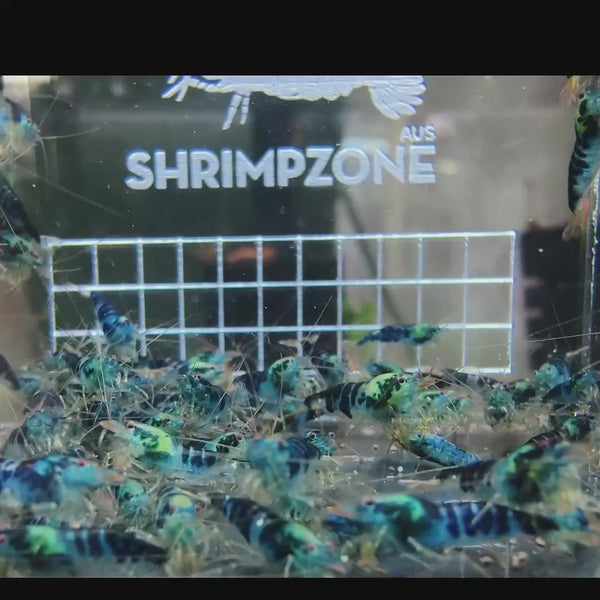 Blue Dragon Calceo Caridina shrimp – video 1