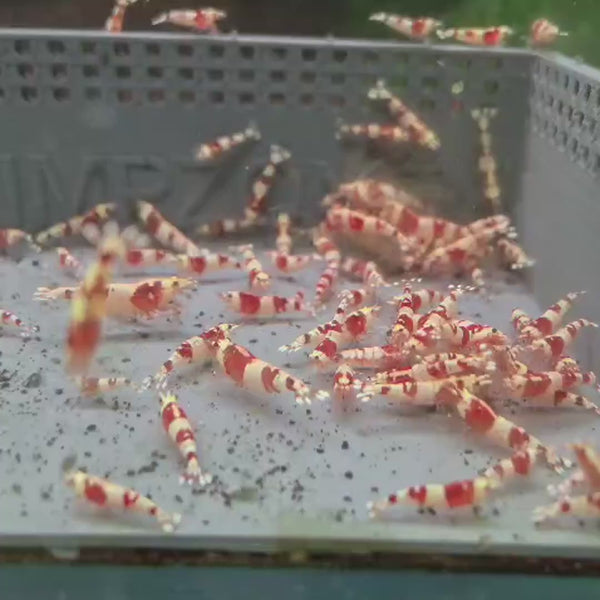 Crystal Red Back Line Caridina shrimp – video 4