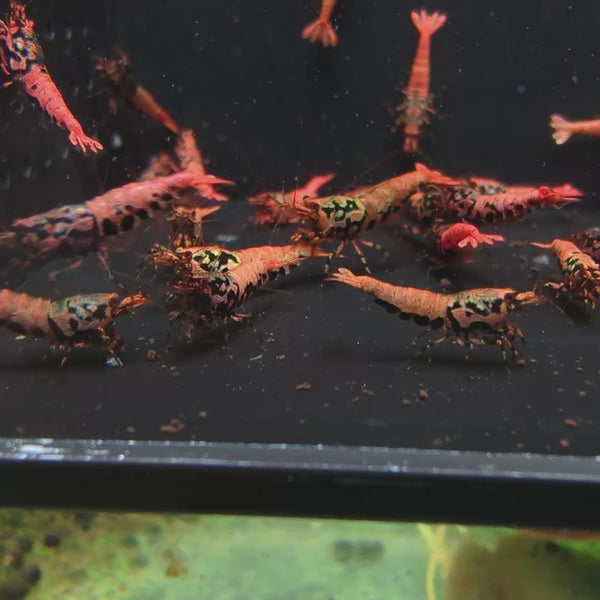 Orange-Based Black Boa Caridina shrimp – video 3