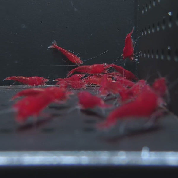 Bloody Mary Neocaridina shrimp – video 2