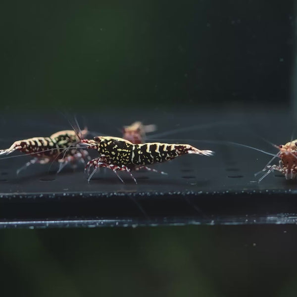 Red Snowflake Fishbone Caridina shrimp – video 3