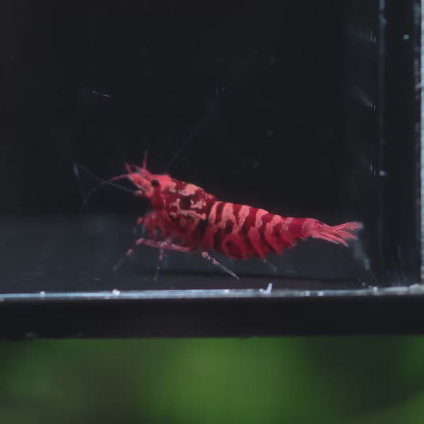 Pink-Based Galaxy Red Tiger – Red Wasp Caridina shrimp – video 3