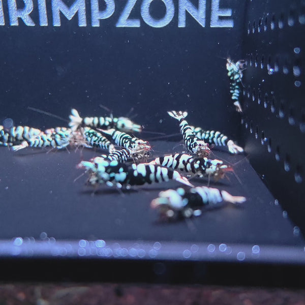 Black Fancy Tiger Caridina shrimp – video 4