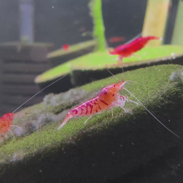 red fancy tiger