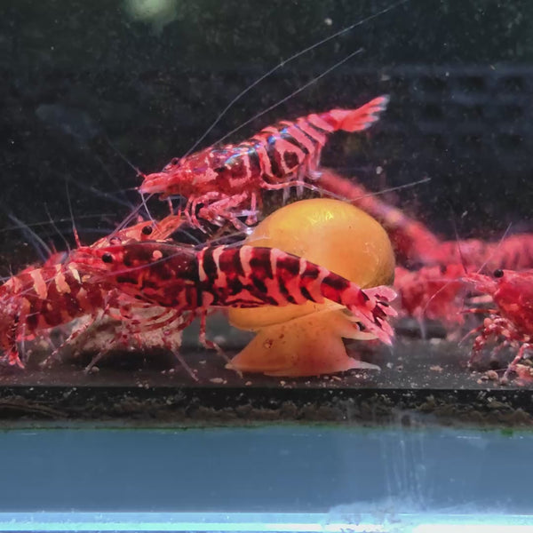 Pink-Based Galaxy Red Tiger – Red Wasp Caridina shrimp – video 1