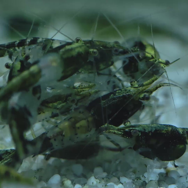 Green Rilli Neocaridina shrimp – video 1